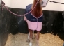 “I”-hongre-pere-quaker-jet-pret-a-courrir-3