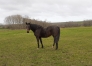 VALINETTE-aa -vendre-SEULE-ou-avec-SAILLIE-1