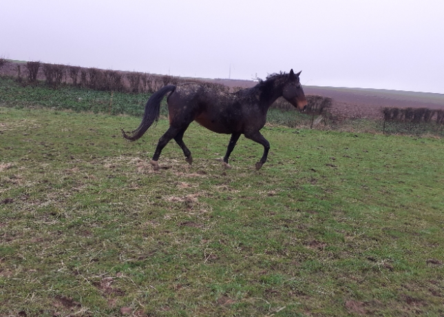 VALINETTE-aa -vendre-SEULE-ou-avec-SAILLIE-0