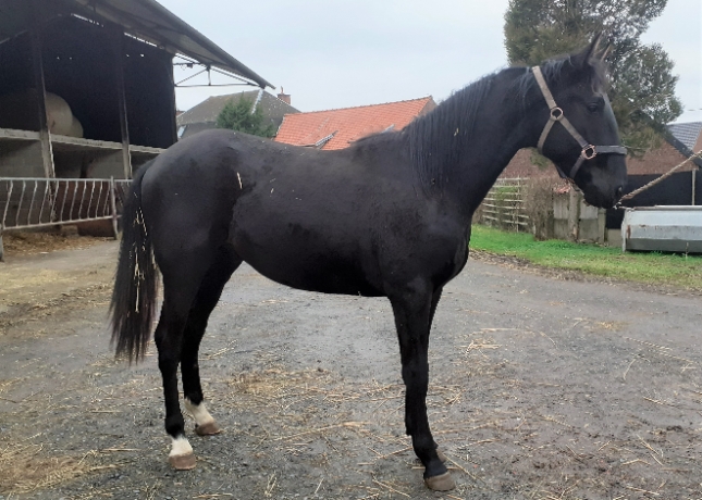 LOVALO-a-vendre