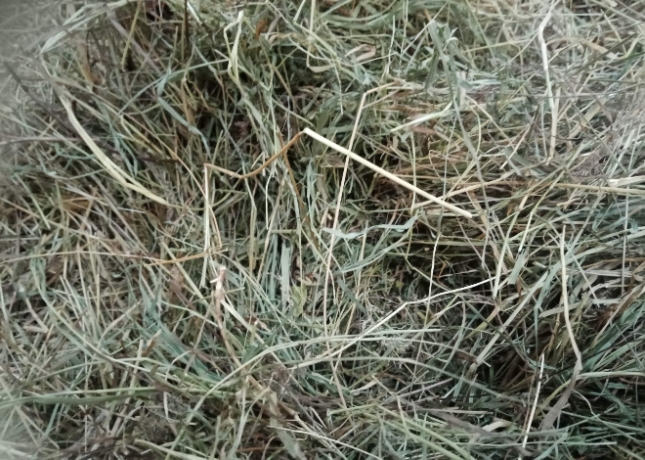 Foin-1