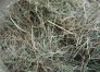 Foin-1