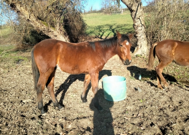 Poulain-Quaker-Jet-0