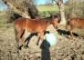 Poulain-Quaker-Jet-0