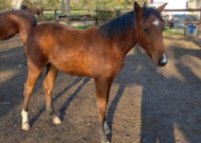 Foals-M--Male-1