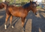 Foals-M--Male-1
