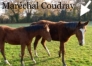 Foals-M--Male-0