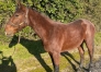 Pouliniaa¨re-venant-de-perdre-son-foal--disponible-dans-la-Sarthe--1