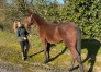 Pouliniaa¨re-venant-de-perdre-son-foal--disponible-dans-la-Sarthe--0