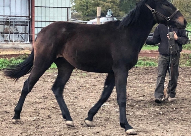 A-Vendre-2-L-petite-prix-si-vente-rapide-4