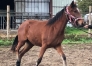 A-Vendre-2-L-petite-prix-si-vente-rapide-1