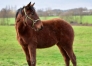 A-vendre-pouliche-M-par-Tag-Wood-et-Guess-du-Chateau-1