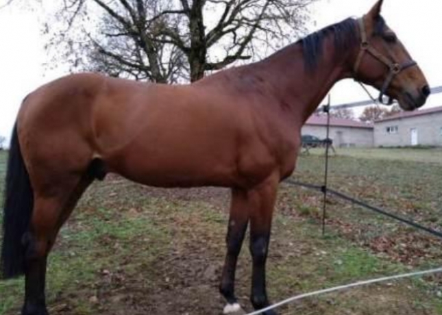 Saillie-Baltic-Charm-pour-2023-0
