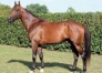 SAILLIE-2023-PRODIGIOUS-0
