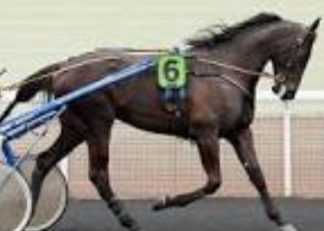 Cede-saillie-contre-50--prime-a-l-eleveur