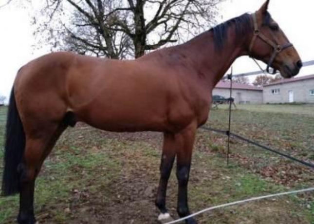 Saillie-Baltic-Charm-pour-2023-0