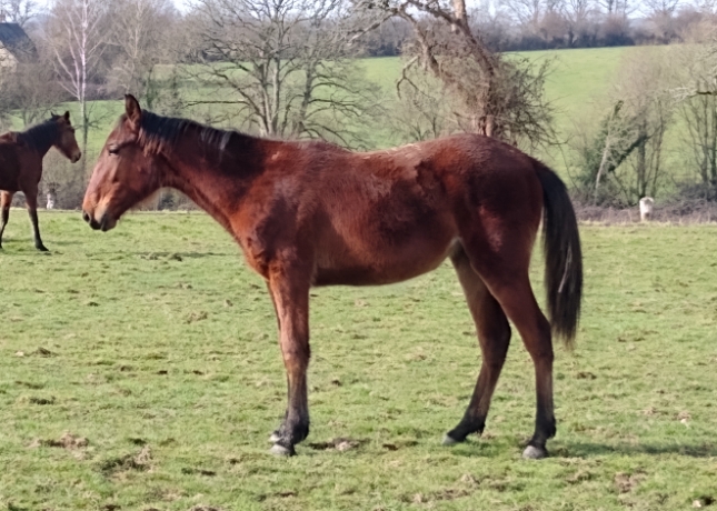 Yearling-par-Ouragan-de-celland