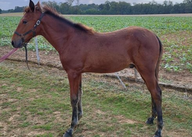 A-vendre-male-lignee-maternelle-d-Orsy-Dream