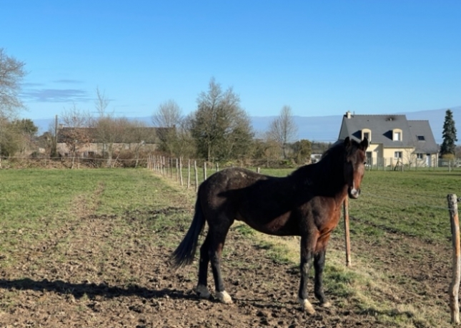 LOUKY-DE-BAULON-1