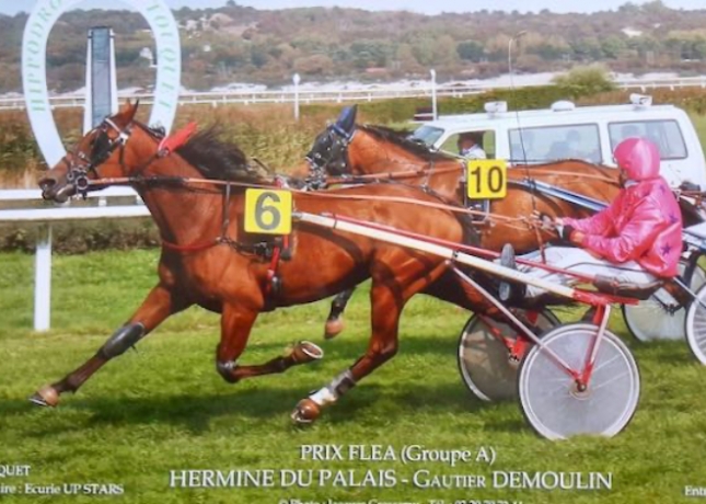 Souche-de-SAXO-DE-VANDEL-0