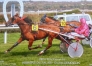Souche-de-SAXO-DE-VANDEL-0
