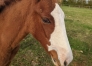 Poulain-M-1