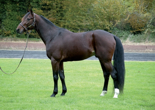 Saillies-2023-Magnificent-Rodney-contre-arrangement-0