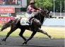Saillie-EYE-OF-THE-STORM-contre-50--prime-eleveur-0