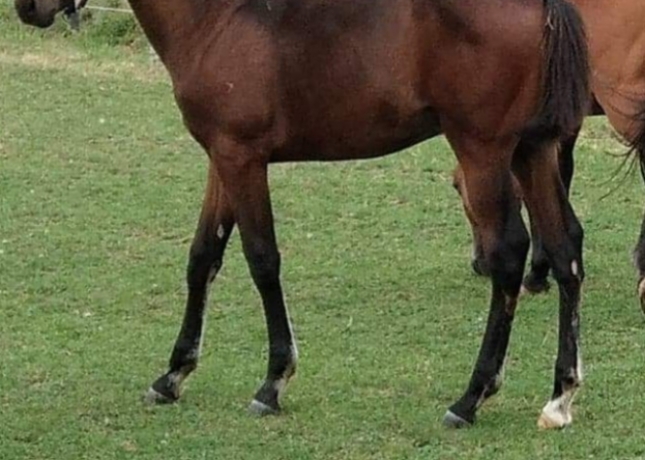 MACACHILA-0