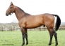 Saillie-etalon-FAITHFUL-(Village-Mystic---Horsaca)-2