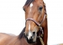 Saillie-etalon-FAITHFUL-(Village-Mystic---Horsaca)-1