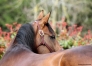 Saillie-etalon-FAITHFUL-(Village-Mystic---Horsaca)-0