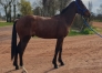 A-ceder-Litlle-Boy--Male-par-Prince-gede---Aluza-0