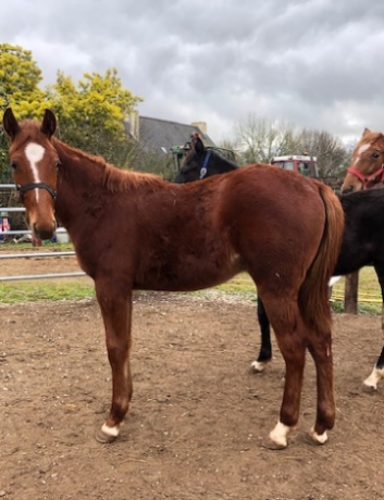 a-vendre-tres-beau-poulain-micky-des-touches-0