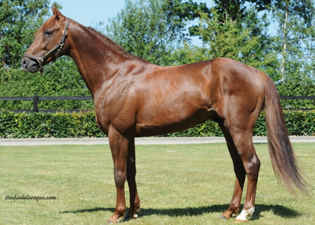 saillie-BOOSTER-WINNER---ERIDAN-saison-2023-0