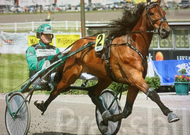 Jeune-jument-sortant-de-l-entrainement-par-Quaker-Jet-2