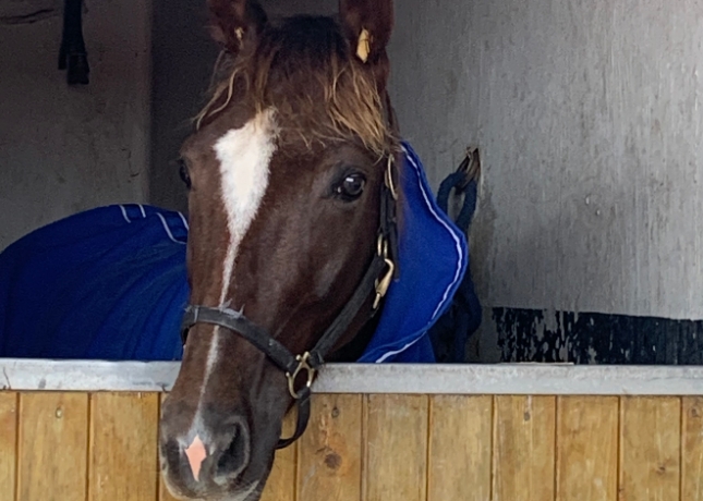 Jeune-jument-sortant-de-l-entrainement-par-Quaker-Jet-1