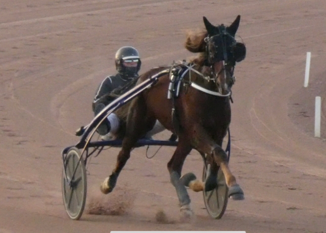Jeune-jument-sortant-de-l-entrainement-par-Quaker-Jet-0