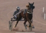 Jeune-jument-sortant-de-l-entrainement-par-Quaker-Jet-0