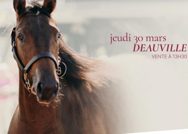 Courtier-present-a-la-vente-Arqana-ce-jeudi