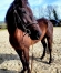 jack-des-bruyeres-4-ans-1