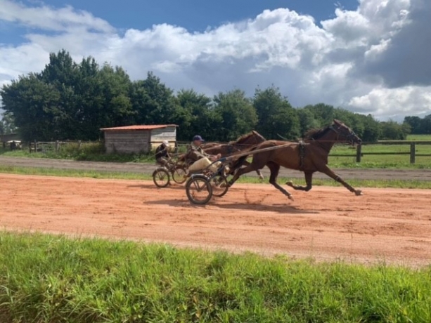 Vends-ou-loue-Julcie-de-Beaucamp-(Booster-Winner)-qualifiee-4-courses-260-euros-gains