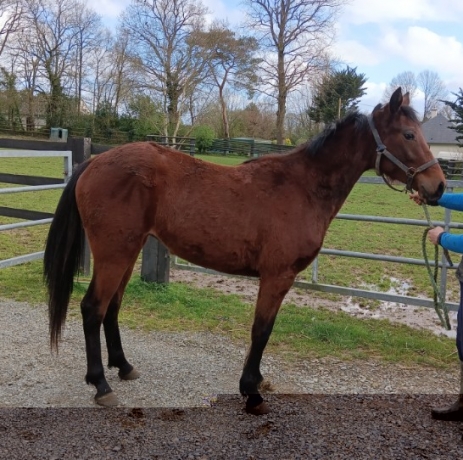 LARMADA-BELLA--2-ans-par-TORNADO-BELLO--mere-par-COKTAIL-JET--Petit-prix--1