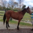 LARMADA-BELLA--2-ans-par-TORNADO-BELLO--mere-par-COKTAIL-JET--Petit-prix--1