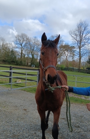 LARMADA-BELLA--2-ans-par-TORNADO-BELLO--mere-par-COKTAIL-JET--Petit-prix--0