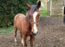 Yearling-2