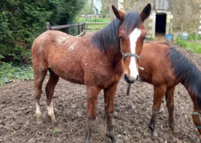 Yearling-1