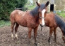 Yearling-1