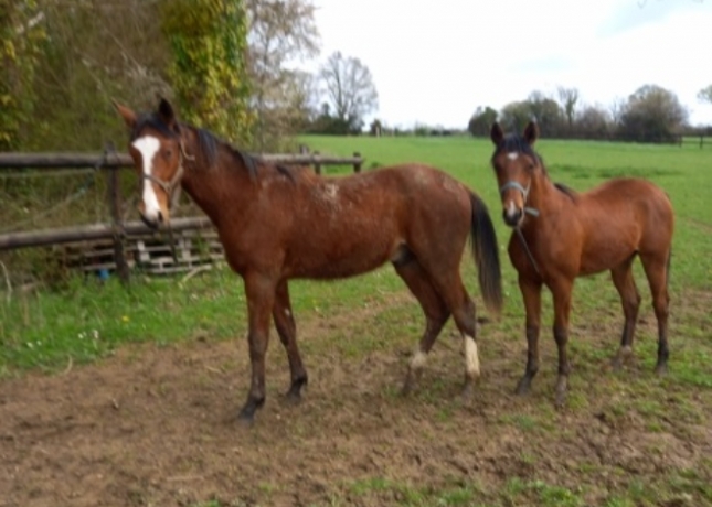 Yearling-0