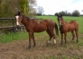 Yearling-0